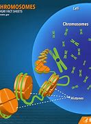 Image result for Human Chromosome Gene Map