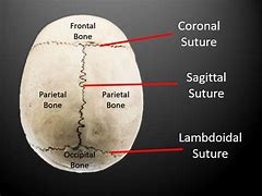 Image result for Cranial Sutures