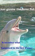 Image result for Good Morning Dolphin Memes