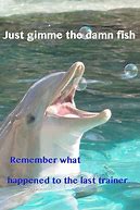 Image result for Bottlenose Dolphin Memes