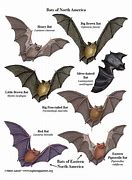 Image result for Bat Species in Whyoming