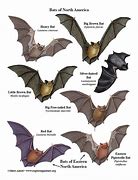 Image result for Types of Bat Species