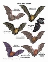 Image result for Bat Species Chart