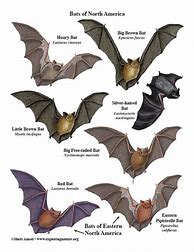 Image result for All Types of Bats