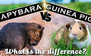 Image result for Capybara vs Guinea Pig