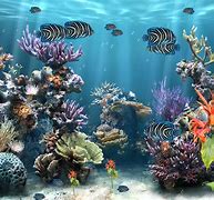 Image result for Coral Reef Screensaver Free