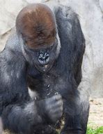 Image result for Gorilla Fist