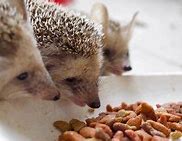 Image result for Hedgehog Food Web