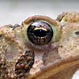 Image result for Toad Eyes Mad