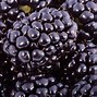 Image result for Rubus Dirksen Thornless