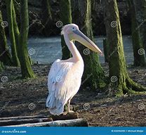 Image result for Pink Pelican