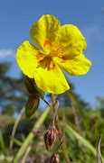 Image result for Helianthemum Prima Donna