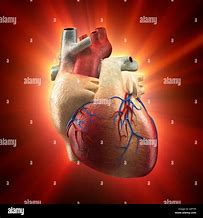 Image result for Normal Heart Anatomy