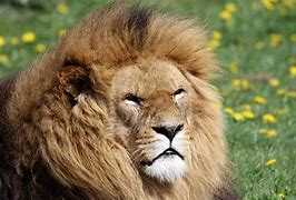 Image result for Lion Mane