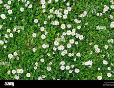 Image result for Grass with Flowers Texture