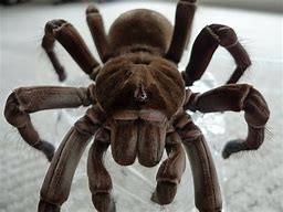 Image result for Theraphosa