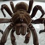 Image result for Theraphosa
