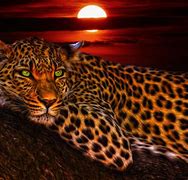 Image result for Leopard Cheetah Animal Print