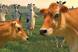 Image result for Cow Meme Song
