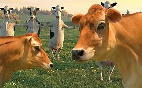 Image result for Funny Cow Dance