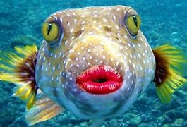 Image result for Big Lip Fish Meme