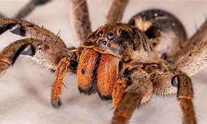 Image result for All Poisonous Spiders