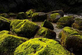 Image result for Mose Covered Rock