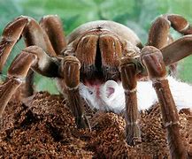 Image result for 2nd Biggest Spider in the World