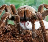Image result for Guinness World Records Biggest Spider