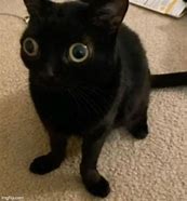 Image result for big eyes cats memes funniest