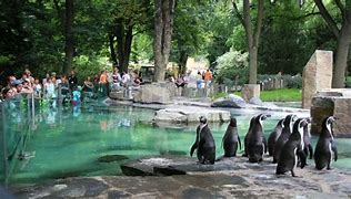 Image result for Zoo Praha