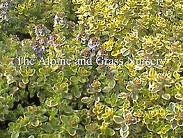 Image result for Thymus x citriodorus Golden King