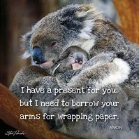 Image result for Koala Funny Sayings