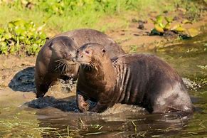 Image result for Extinct Giant Otter