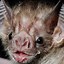 Image result for vampire bats animals