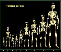 Image result for 36 Foot Tall Human Skeleton