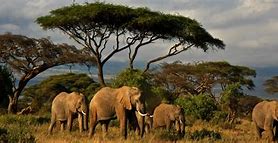 Image result for Kenia turismo