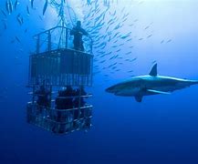 Image result for Great White Shark Cage Diving