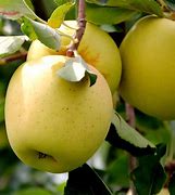 Image result for Golden Apple Nursery