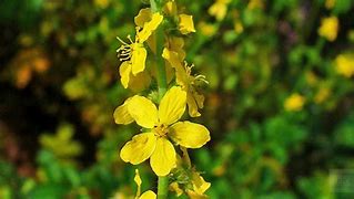 Image result for agrimonis