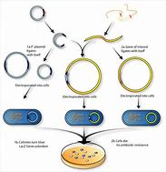 Image result for DNA Clone