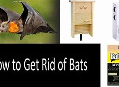Image result for bats repellant spray