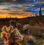 Image result for Desert with Cactus Background