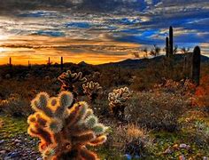 Image result for Desert Cactus Eyes Walpaper