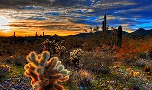 Image result for Mojave Desert Cactus Wallpaper