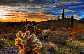 Image result for Cactus Desert Night