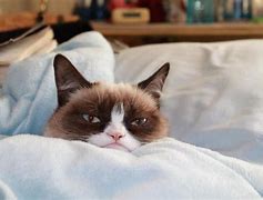 Image result for Grumpy Cat Kitten