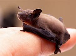 Image result for Baby Bat Called