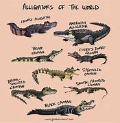 Image result for Difference Between Crocodile and Alligator Leather