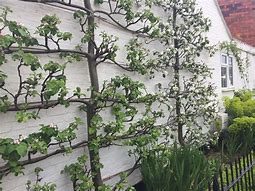 Image result for Espaliered Apple Tree